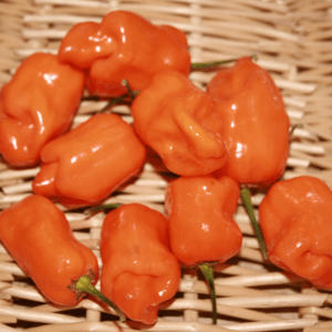 Organic Orange Habanero Pepper Seeds – 1 lb Bulk