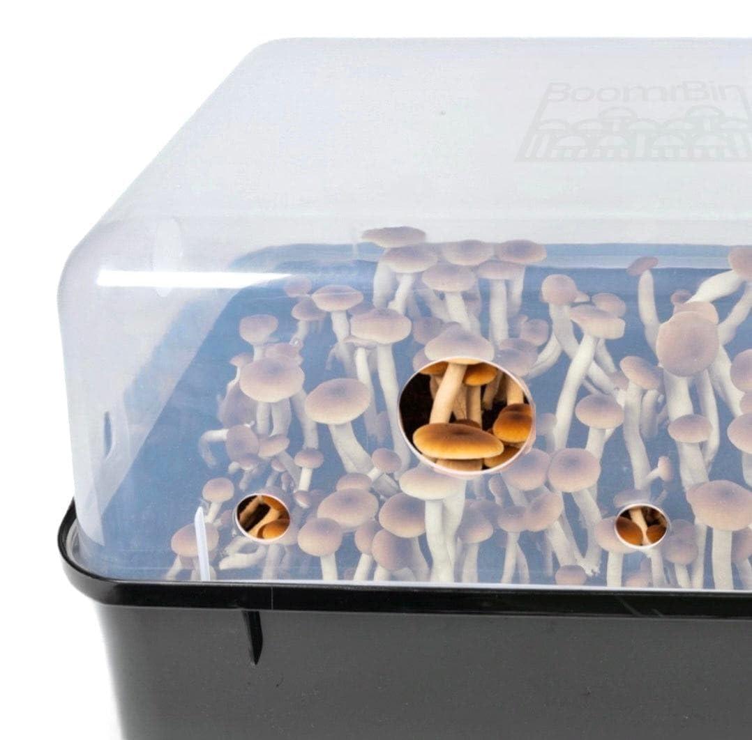 Boomr Bin Monotub Mushroom Grow Kit - Image 5