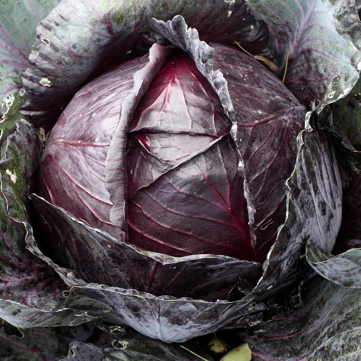Organic Red Acre Cabbage Seeds – 25 lb Bulk