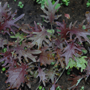 Red Kale Seeds – 5 lb Bulk