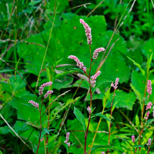 Water Pepper Herb Seeds (Akatade) – 5 lb Bulk