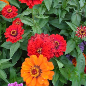 Organic California Giants Zinnia Seeds – 5 lb Bulk