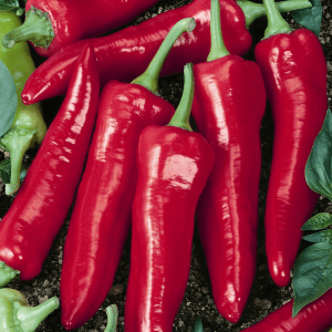 Organic Big Jim Hot Pepper Seeds – 5 lb Bulk