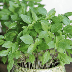 Organic Thai Basil Seeds - 5 Lb Bulk ~1.3M Seeds - Asian Herb Garden & Microgreens Seeds - Heirloom, Non-Gmo Culinary Herbal Gardening