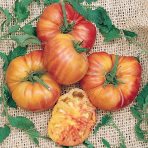 Organic Big Rainbow Tomato Seeds – 1 lb Bulk