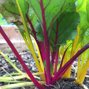 Organic Rainbow Swiss Chard Seeds – 25 lb Bulk