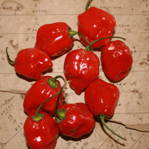 Organic Red Habanero Pepper Seeds – 1 lb Bulk