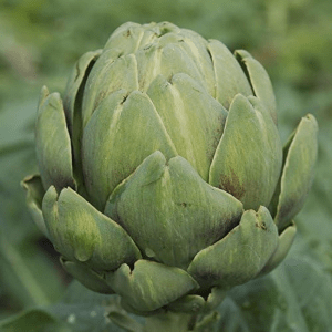 Organic Green Globe Artichoke Seeds – 10 lb Bulk
