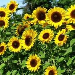 Mammoth Grey Stripe Sunflower Seeds – 25 lb Bulk (Non‑GMO)