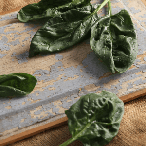 Organic Bloomsdale Long Standing Spinach Seeds – 25 lb Bulk