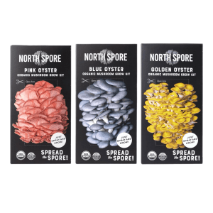 3‑Pack Organic Oyster Mushroom Kits – Blue, Pink & Golden