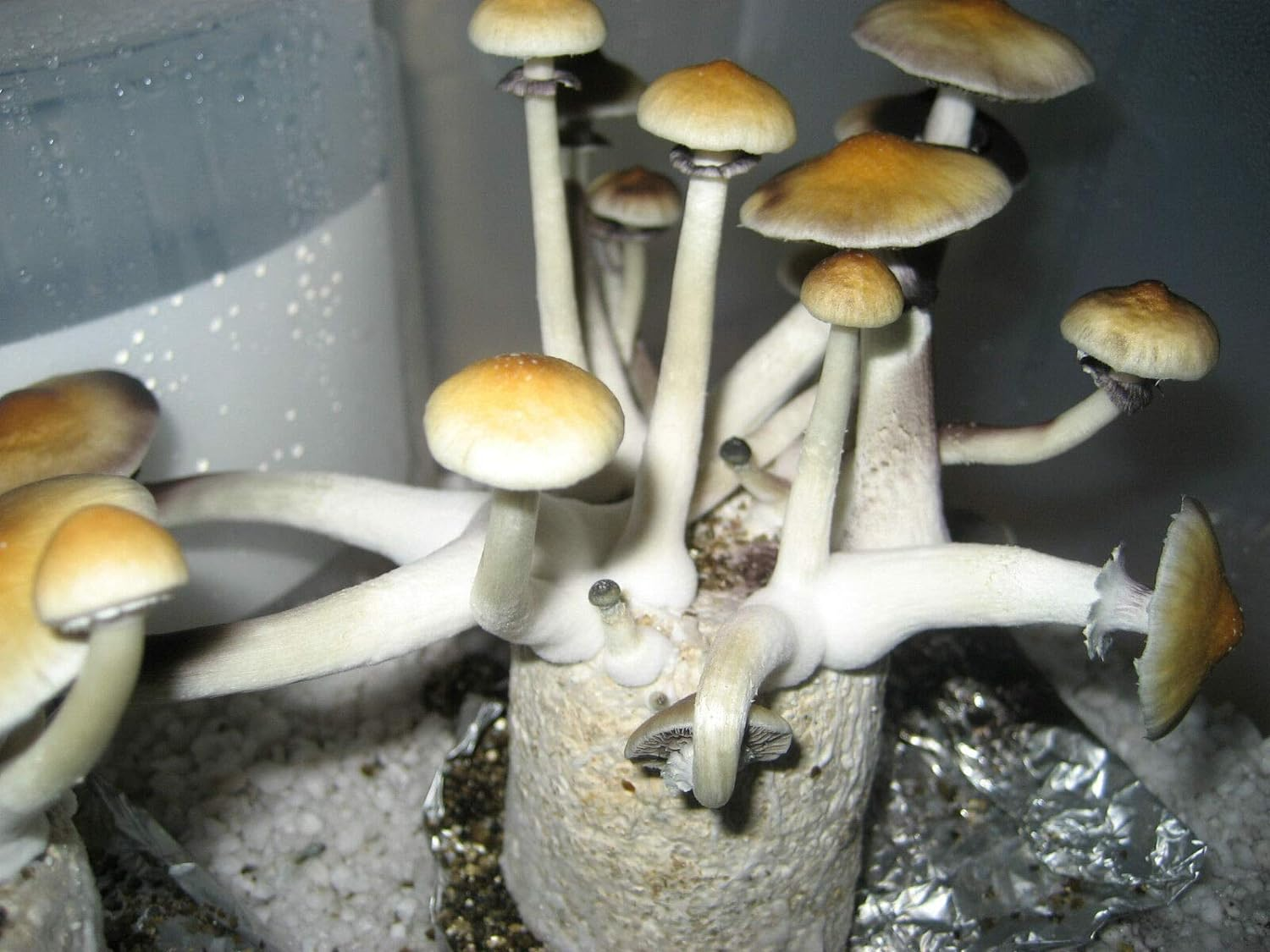 12‑Jar Automated Mushroom Growing Kit - Image 4
