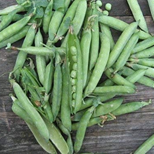 Little Marvel Pea Seeds – 50 lb Bulk