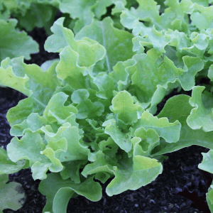 Organic Green Salad Bowl Lettuce Seeds – 5 lb Bulk