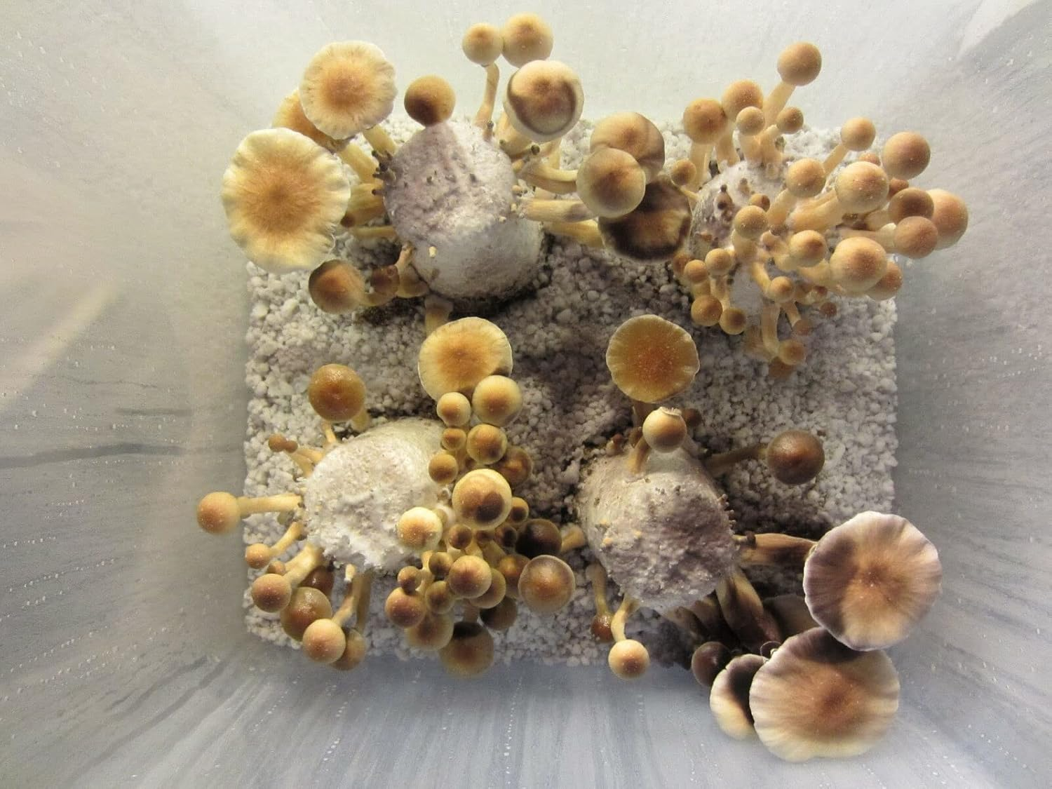 12‑Jar Automated Mushroom Growing Kit - Image 5