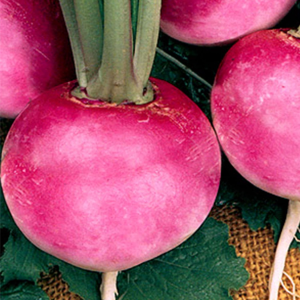 Organic Pink Beauty Radish Seeds – 25 lb Bulk